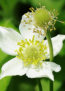 Tall anemone