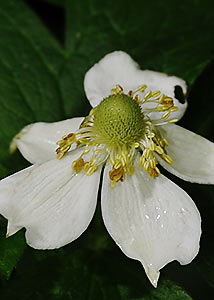 Tall anemone