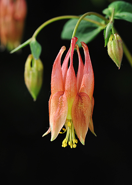 columbine