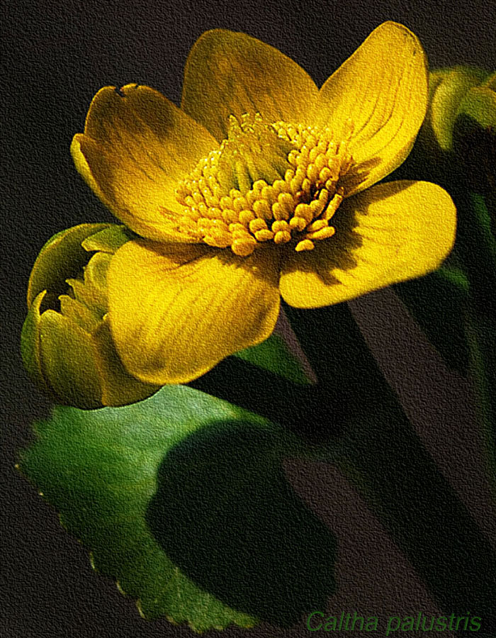 Caltha palustris