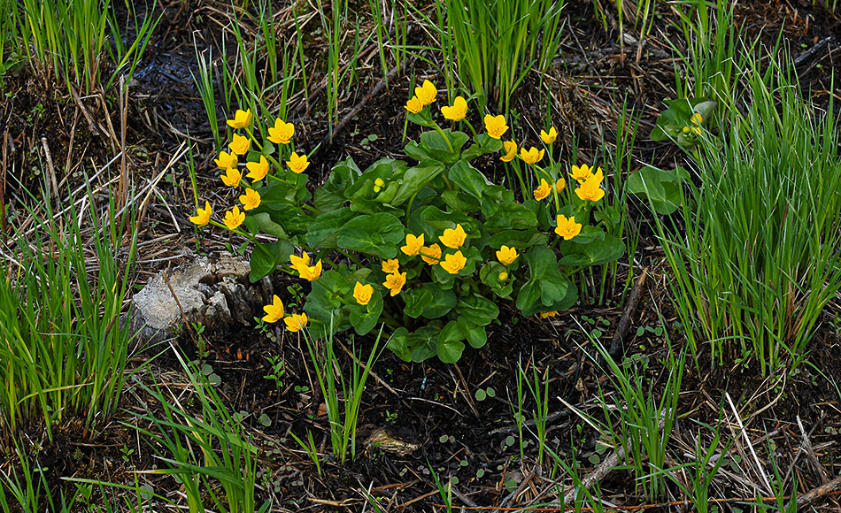 Caltha palustrisL-1