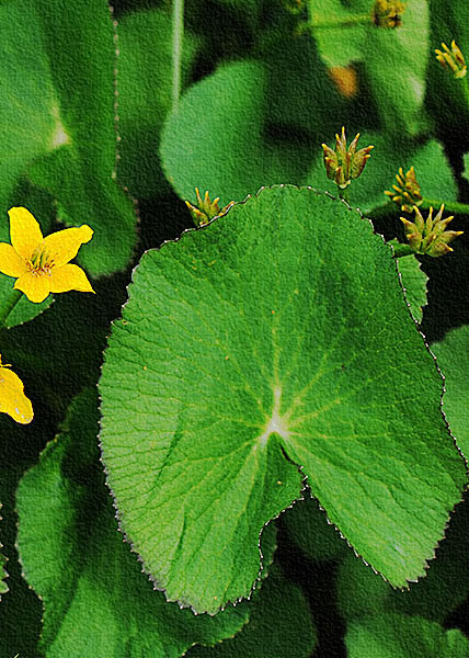 Marsh Marigold-11