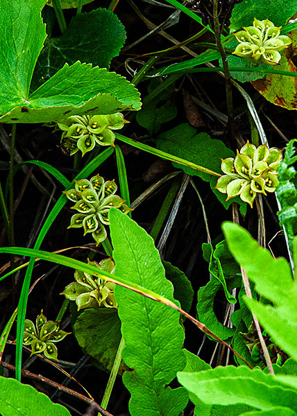 Marsh Marigold-12