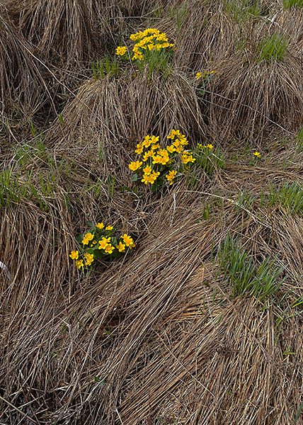 Marsh Marigold-2