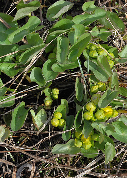 Marsh Marigold-3