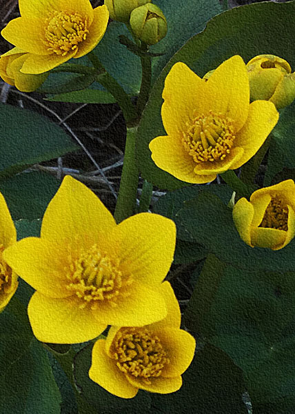 Marsh Marigold-5