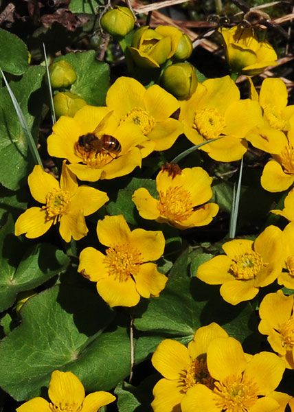 Marsh Marigold-6