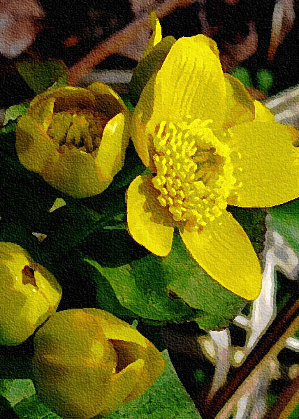 Marsh Marigold-7