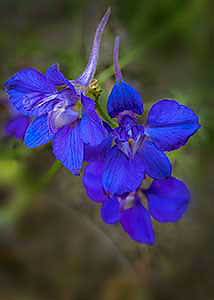 rocket larkspur-1