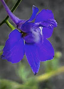 rocket larkspur-3