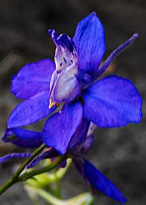 rocket larkspur-5