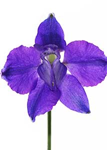 rocket larkspur-6