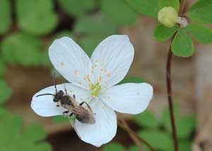 False rue anemone