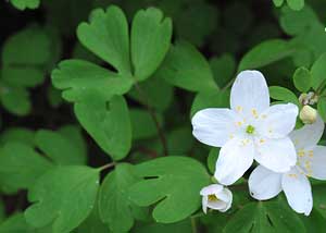 False rue anemone