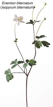 False rue anemone