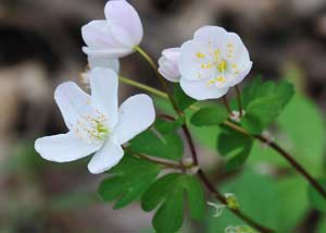 False rue anemone