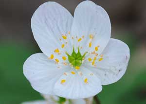 False rue anemone
