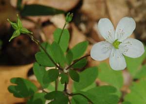 False rue anemone