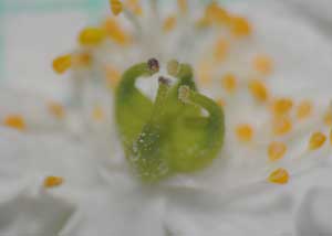 False rue anemone