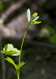 Ranunculus abortivus-1