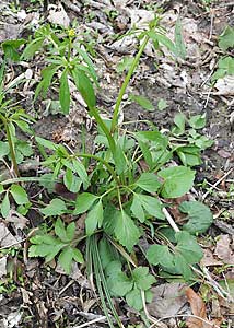 Ranunculus abortivus-2