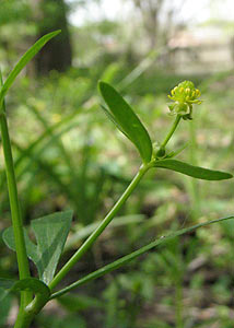 Ranunculus abortivus-3