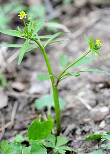 Ranunculus abortivus-6