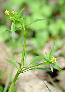 Ranunculus abortivus-7