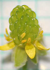 Ranunculus abortivus-9