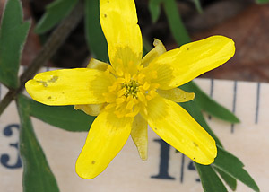 Early buttercup