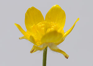 Early buttercup