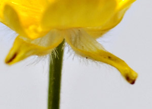 Early buttercup