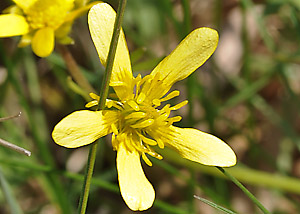 Early buttercup