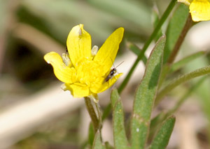 Early buttercup