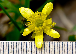 Early buttercup