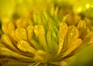 Early buttercup