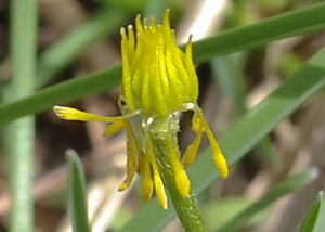 Early buttercup