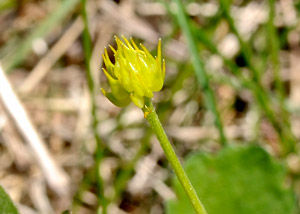 Early buttercup