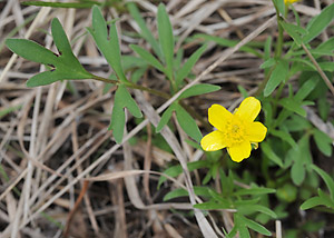 Early buttercup