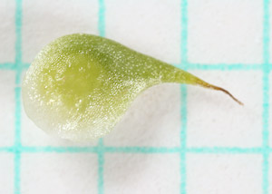 Early buttercup