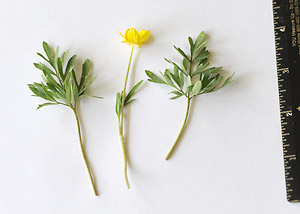 Early buttercup