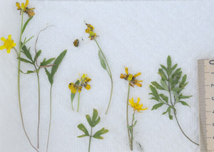 Early buttercup