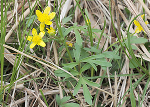 Early buttercup