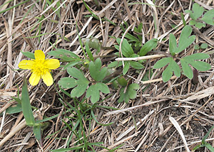Early buttercup