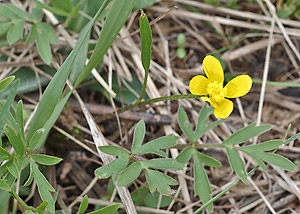Early buttercup