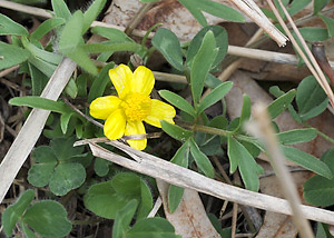 Early buttercup