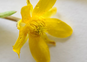 Early buttercup
