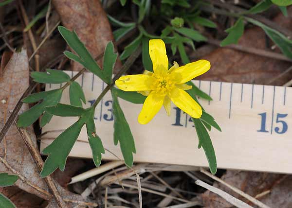 Early buttercup