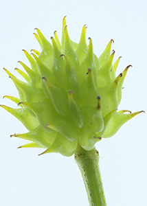 bristly buttercup-14