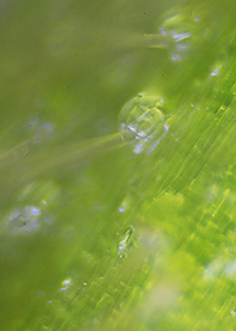 bristly buttercup-24